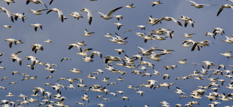 Snow Goose Flock In Flight